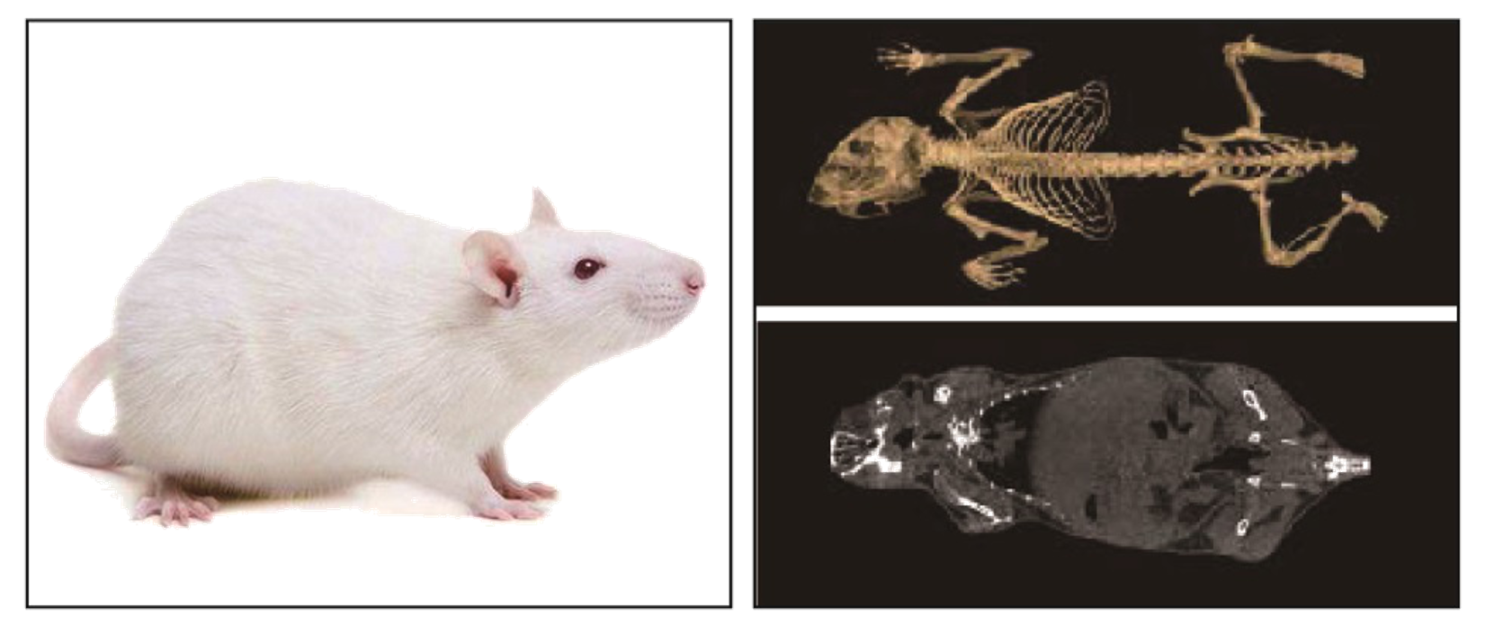 小鼠檢測圖透明底.png 小鼠檢測圖透明底.png